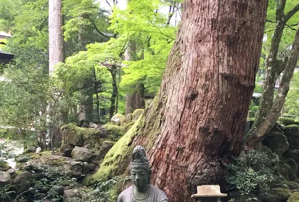 大本山永平寺の写真・動画_image_89715