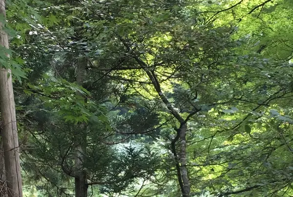 大本山永平寺の写真・動画_image_89717