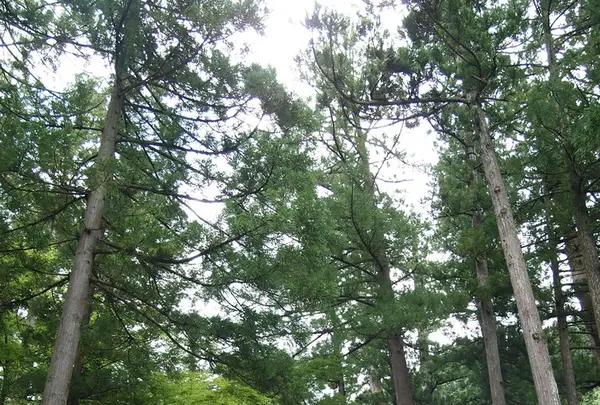 大本山永平寺の写真・動画_image_89763