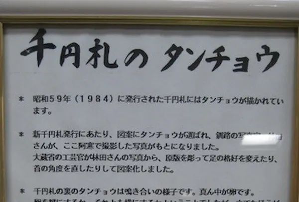 阿寒国際ツルセンターの写真・動画_image_90041