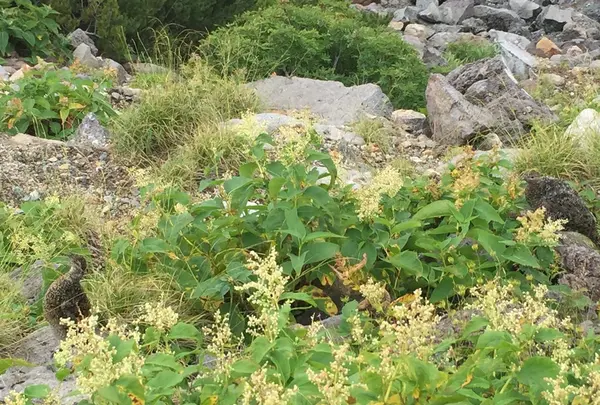 乗鞍岳の写真・動画_image_90291