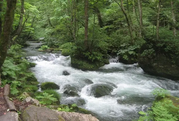 奥入瀬渓流　　の写真・動画_image_90650