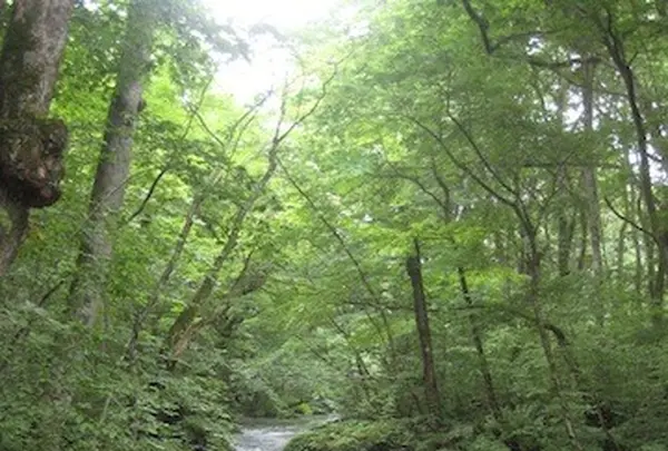 奥入瀬渓流　　の写真・動画_image_90651