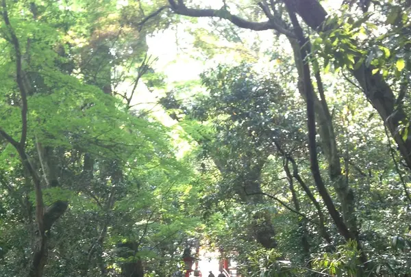 宇佐神宮の写真・動画_image_91166