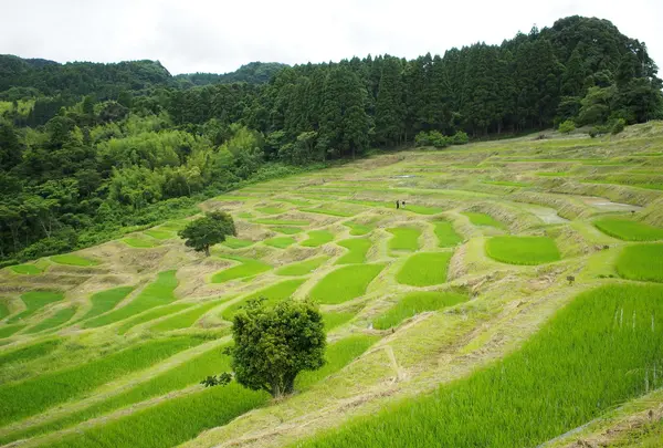 大山千枚田の写真・動画_image_91226