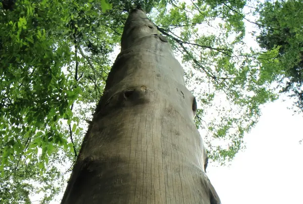 諏訪大社下社秋宮の写真・動画_image_91774