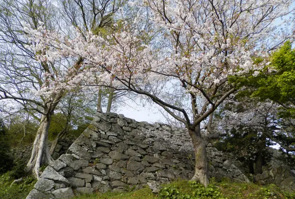 日出城趾（暘谷城趾）の写真・動画_image_91805
