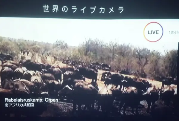行幸地下ギャラリーの写真・動画_image_91930