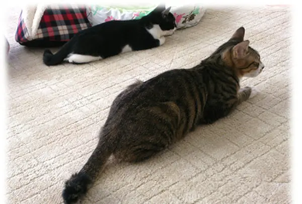 猫カフェ にゃんくる 鎌倉店の写真・動画_image_92278