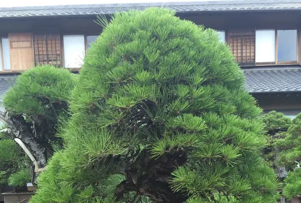 春花園の写真・動画_image_92563