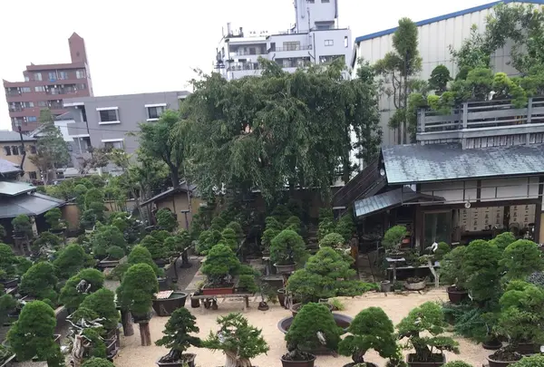 春花園の写真・動画_image_92565