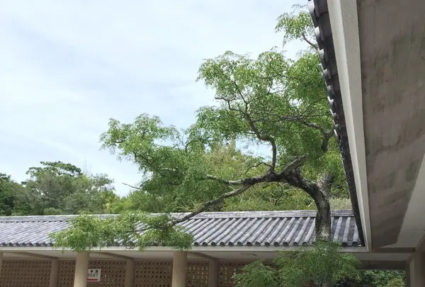 鎌倉大仏（高徳院）の写真・動画_image_92620