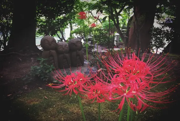 長谷寺の写真・動画_image_92630