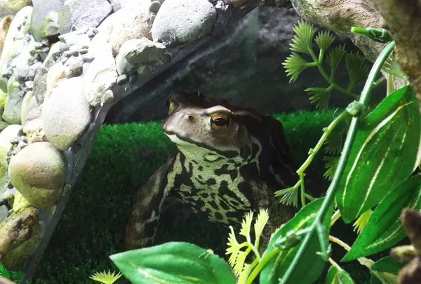 男鹿水族館GAOの写真・動画_image_92662