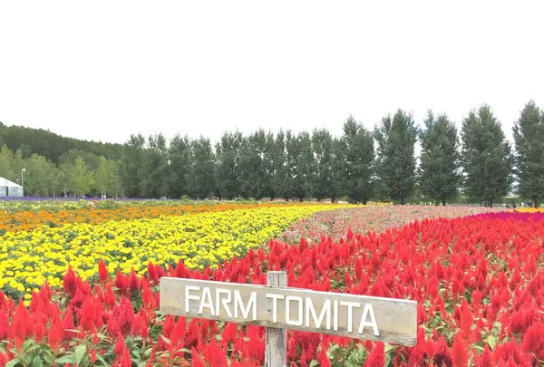 ファーム富田の写真・動画_image_93055