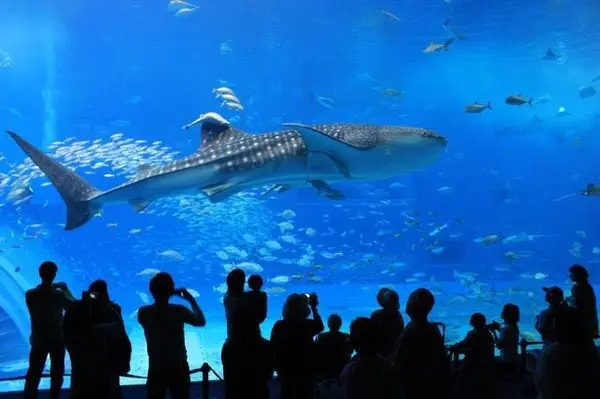 沖縄美ら海水族館の写真・動画_image_93164
