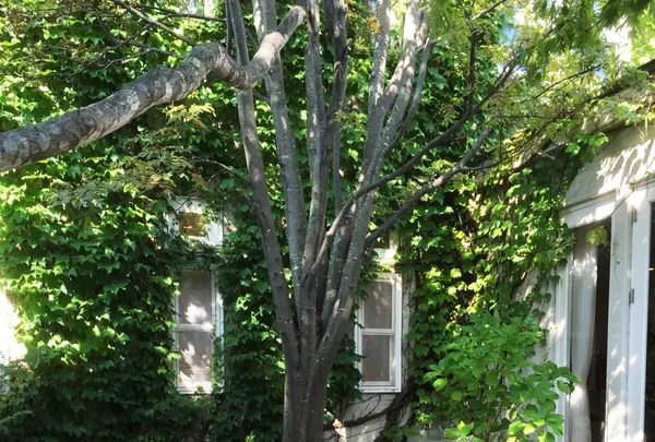 Peche Mignonの写真・動画_image_93608