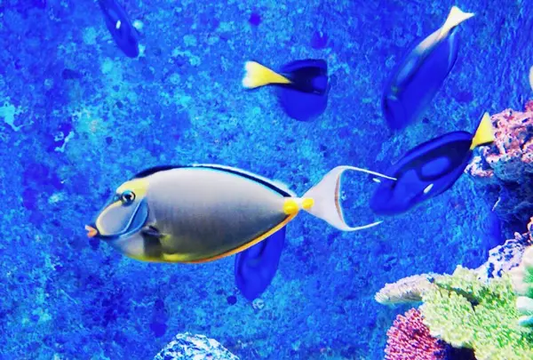 沖縄美ら海水族館の写真・動画_image_93624