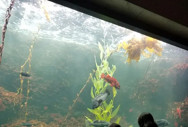 葛西臨海水族園の写真・動画_image_93943