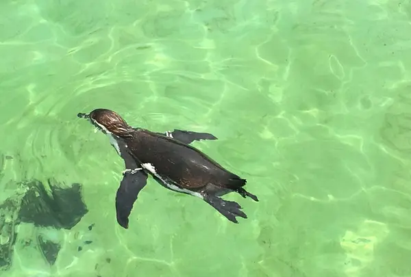 葛西臨海水族園の写真・動画_image_93944