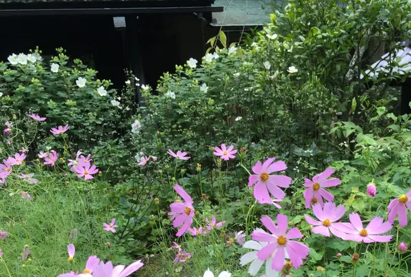 東慶寺の写真・動画_image_93995