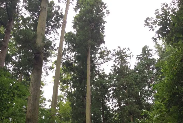 東慶寺の写真・動画_image_93999