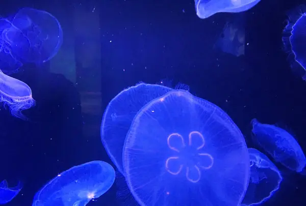 すみだ水族館の写真・動画_image_94017