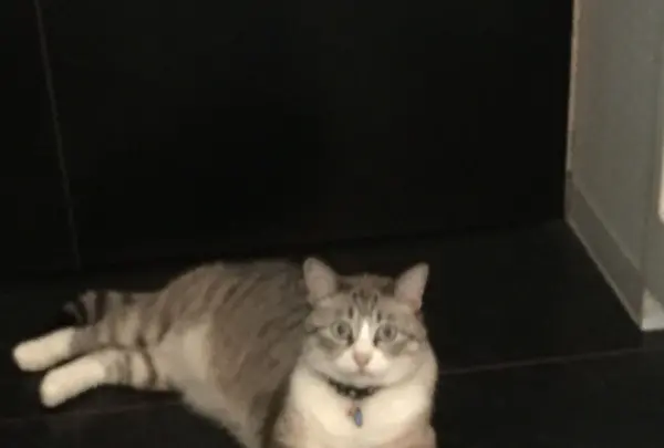 猫の箱の写真・動画_image_94028