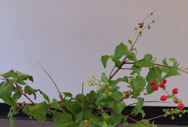 門の写真・動画_image_94051