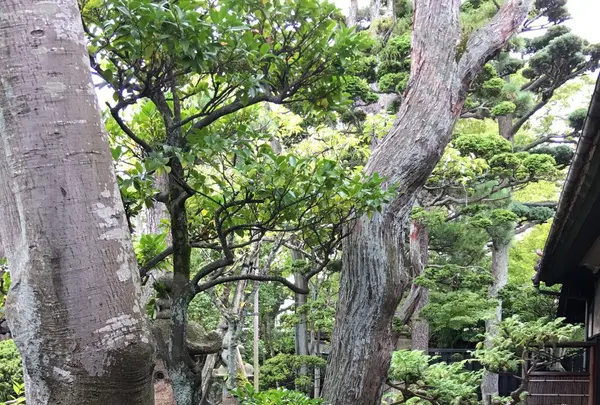 本間家旧本邸の写真・動画_image_94207