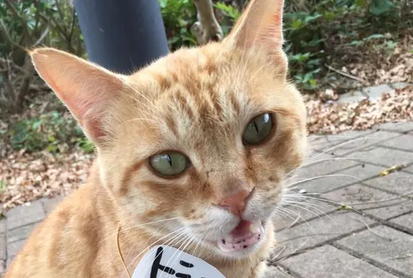 ゆうひパーク三隅の写真・動画_image_94220