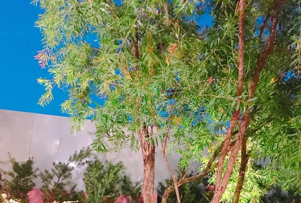 【閉業】Urth Caffe 表参道（アースカフェ）の写真・動画_image_94399