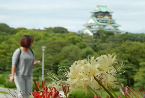 大阪城公園の写真・動画_image_94944