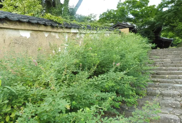 白毫寺の写真・動画_image_95087