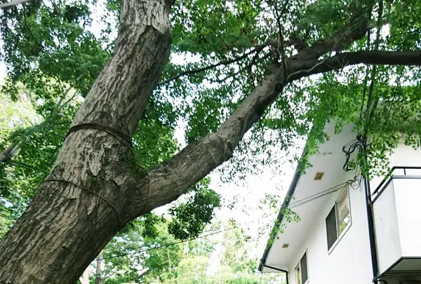 お鷹の道・真姿の池湧水群の写真・動画_image_95385