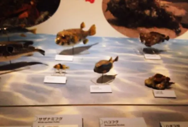 国立科学博物館の写真・動画_image_95513