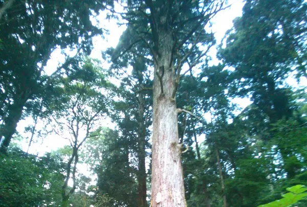 御形神社の写真・動画_image_96158