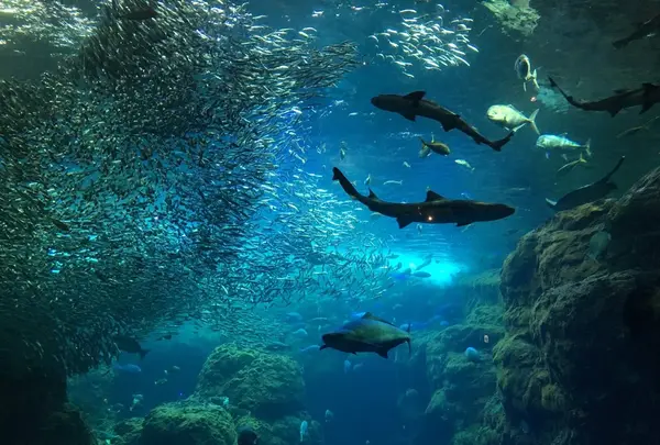 新江ノ島水族館の写真・動画_image_96254