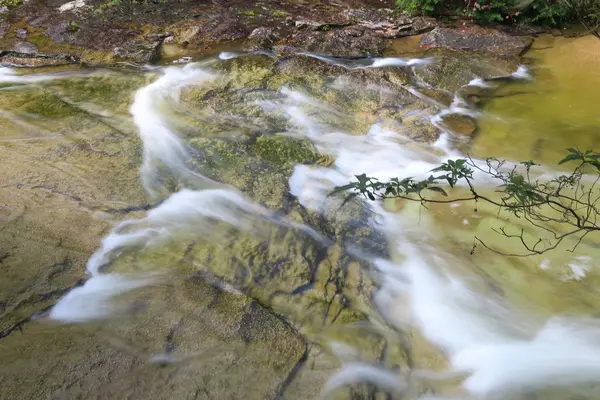 赤沢自然休養林の写真・動画_image_96473
