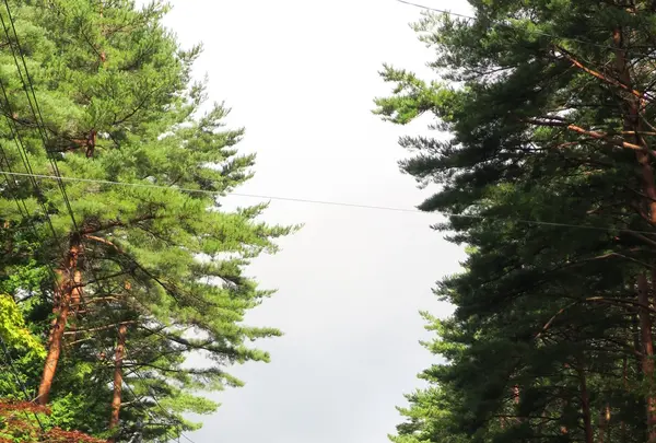 木曽駒高原の写真・動画_image_96476