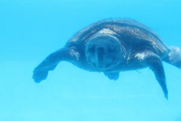 沖縄美ら海水族館の写真・動画_image_97087