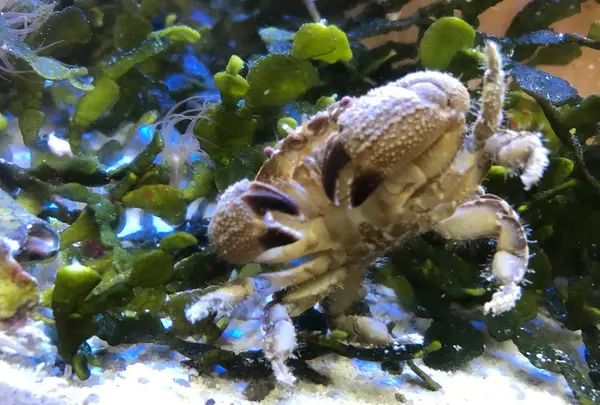 アクアマリンふくしまの写真・動画_image_97670