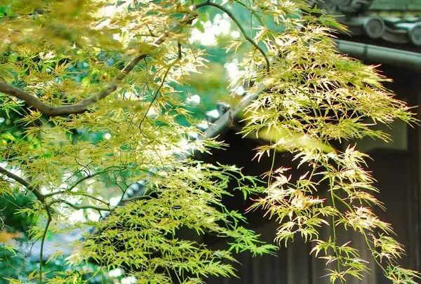 哲学堂公園の写真・動画_image_97896