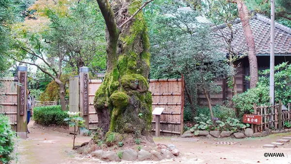 哲学堂公園の写真・動画_image_98034