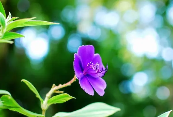 哲学堂公園の写真・動画_image_98037