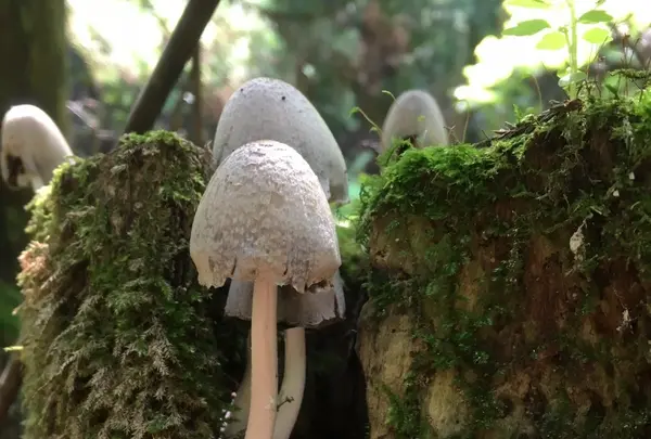 大江の山奥の写真・動画_image_98140