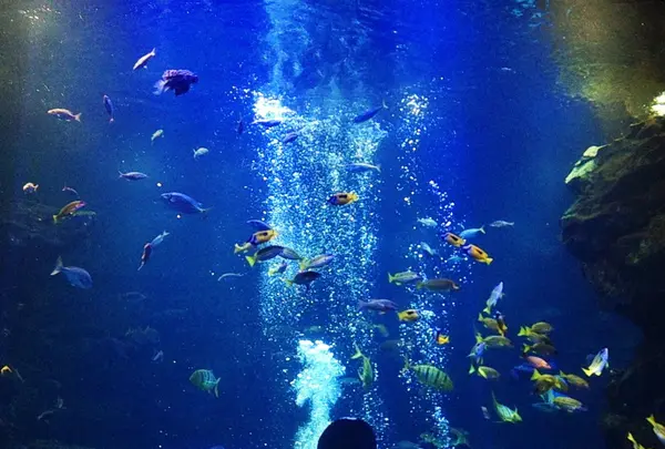 京都水族館の写真・動画_image_98287