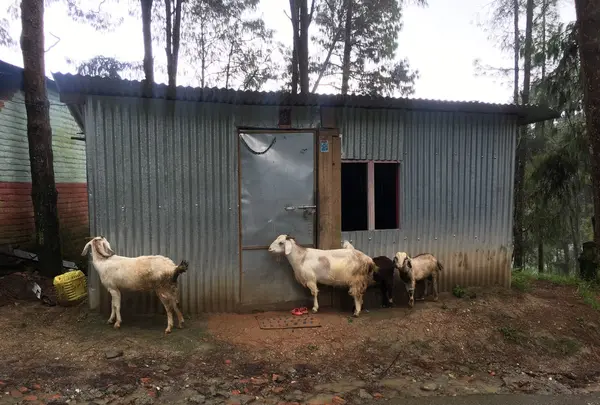 ナガーコットの写真・動画_image_98397