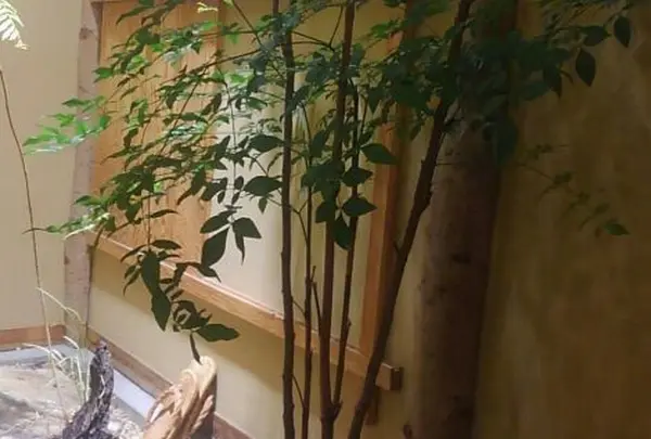 田頭茶舗 イムズ店の写真・動画_image_98405