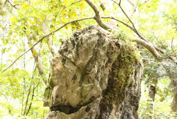 白髭大岩の写真・動画_image_98464